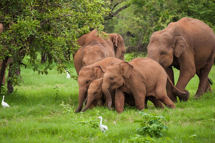 udawalawe_national_park